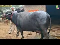 #गाजीपुर जिला वाले गिरी बाबा के पास इस बार सबसे अच्छी जबरदस्त मुर्रा #भैंस बिकाऊ है | Murrah Buffalo