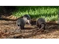 Florida s 9 Leprosy Cases Linked To Armadillos - Newsy