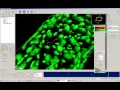 IMARIS 3D Measurement