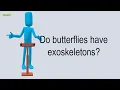 Do Butterflies Have Exoskeletons