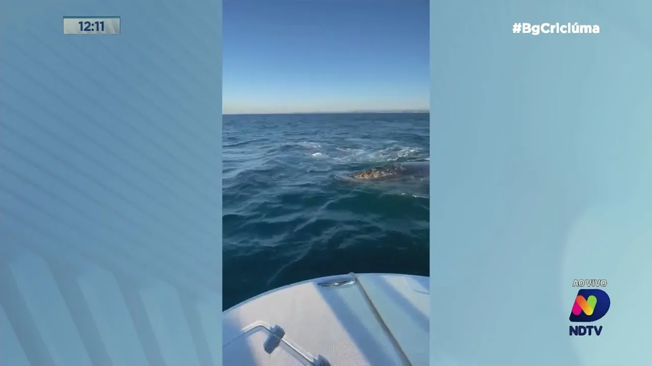 Ney Lopes: 'caixa alta' criciumense grava duas baleias indo ao encontro da sua lancha em Laguna