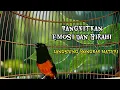 Download Lagu Pancingan wajib murai batu,sudah teruji ampuh bikin murai batu lain cepat emosi dan bongkar materi