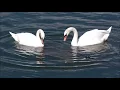 Ducks Unlimited Waterfowl Migration Habitat copyright free music from youtube library