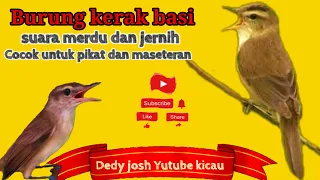 Download Burung Kerak Basi Gacor Nembak untuk Pancingan burung bahan - Masteran - Pikat Burung liar AMPUH Lur MP3