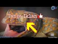 Download Lagu Suara tokek untuk bobo | Tanpa iklan