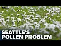Seattle ranks third-worst city in U S for grass pollen report says