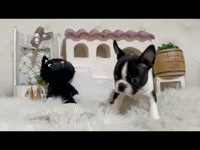 動画
