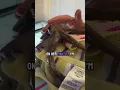 Download Lagu My octopus tells me she’s hungry and gets some pets