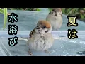 Download Lagu 本日も霧吹き出しました　すずめ日記