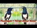 Download Lagu Pancingan dan terapi Kacer stres bahan macet bunyi agar cepat gacor sepanjang hari