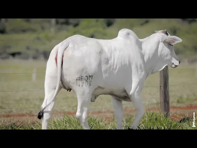 Novilha Nelore AFOM - 4788