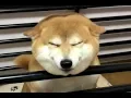 Download Lagu Shibe meets owner after long time