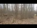 Rabbitdogs net 2019 Rabbit Hunt Estill Springs TN
