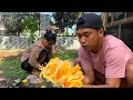 Download Lagu Alhamdulillah nangka merah dihalaman ada yg masak dipohon baunya harum manisnya seperti madu 