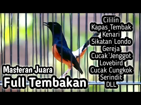 Download MP3 MASTERAN MURAI BATU FULL ISIAN TEMBAKAN KENARI CILILIN KAPAS TEMBAK CUCAK JENGGOT CUNGKOK LOVEBIRD