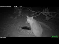 Young Bobcat and House Cat Size Comparison