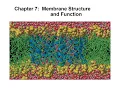 Chapter 7 Membrane Structure and fluidity