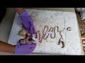 Digestive System of a Chicken