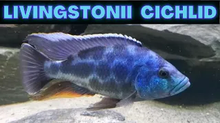 Download Nimbochromis livingstonii: BIG and BEAUTIFUL MP3