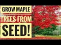 Planting maple tree helicopters