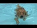Golden Retriever Starts Swimming Laps in Pool