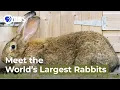 Lagu Meet the World's Largest Rabbits