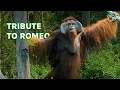 TRIBUTE TO ROMEO : THROWBACK FROM CAGE TO MAN-MADE ISLAND