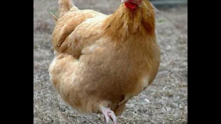 صوت الدجاجة دندنها
