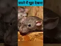 Download Lagu सपने में चूहा देखने का क्या मतलब है ? sapne me chuha dekhna sanket ? #sapnokamatlab