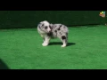 Blue Merle Border Collie Toby