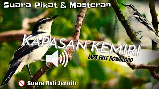 Download Suara Pikat KAPAS KEMIRI Mp3 Ampuh Cocok Juga Buat Masteran - Free Download MP3