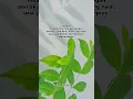 Download Lagu ya Allah, doaku pagi ini 🌿#islam #videoshort