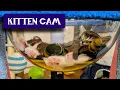 Kitten Room Night 107 - 6 kittens remain 3 already chosen