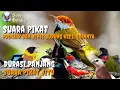 Download Lagu Suara Pikat Semua Jenis Burung Prenjak Dan Burung Kecil Lainnya || Suara Pikat Jitu