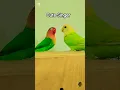 Download Lagu Lovebird Singing \u0026 Chirping Sounds