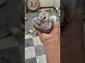 Download Lagu 🥺pigeon growth very fast😲 #youtube#short#video#viral#youtube#Arshid#pigeon#