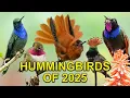 Lagu Rare \u0026 Beautiful 22 New Hummingbird Species | Recap 2025