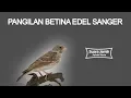 Lagu Suara Edel Sanger Betina