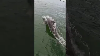 This interaction will never get old 🐬 #sailing #shorts