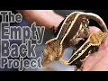 The Most Underrated Crested Gecko Morph Emptyback