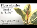 How To Care For Ficus elastica Tineke Ruby Variegated Rubber Tree Plant Of The Week Ep 12
