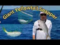 Download Lagu Giant Yellowtail Snapper, How To Master The Art Of Reef Fishing In The Florida Keys.