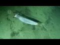 Illinois researchers dive deep to one of Earth s final frontiers LiveBIG 2017-18