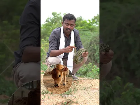 దుసేరు తీగ ఉపయోగాలు #rythubadi #duseruteega #agriculture
