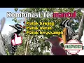 Download Lagu Suara pikat platuk ribut kombinasi, platuk beras,platuk merah, platuk bawang PALING AMPUHH