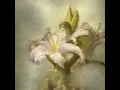 flower (slowed down)