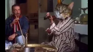 قط يغني موال 