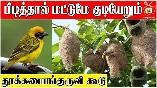 baya weaver bird thuknagkuruvi kattiyakkaran