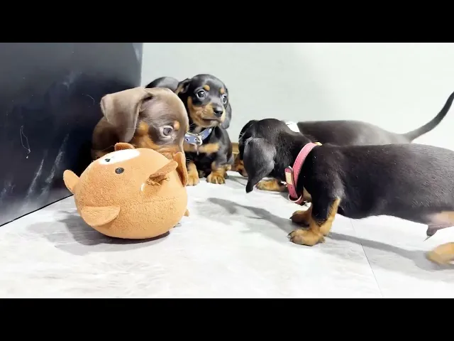 動画