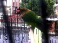 Love bird star melinda